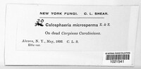 Calosphaeria microsperma image